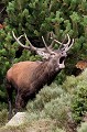  cerf elaphe, mammifères, cervus elaphus, montagne, France, brame 