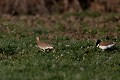 Course poursuite en période de parade nuptiale outarde canepetière, tetrax tetrax, oiseau, plaine, vertébré, France 