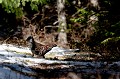  gélinotte des bois, bonasa bonasia, oiseau, tétraonidés, France, Montagne, Forêt d'altitude 