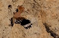  huppe fasciée, Upupa Epops, Upupidae, oiseau, France 