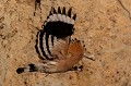  huppe fasciée, Upupa Epops, Upupidae, oiseau, France 