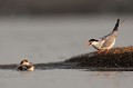 Défense du nid contre les intrus (jeune tadorne) sterne pierregarin, sterna hirundo, laridae, oiseau, France 