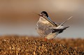 Le toilettage est une activité importante chez les oiseaux et notamment chez la sterne Pierregarin. sterne pierregarin, sterna hirundo, laridae, oiseau, France 
