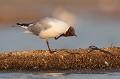  oiseau-mouette rieuse-chroicocephalus ridibundus-hérault-étang-France-Camargue 