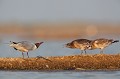 Jeunes en demande de nourriture oiseau-mouette rieuse-chroicocephalus ridibundus-hérault-étang-France-Camargue 