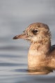 Jeune d'environ 1 mois oiseau-mouette rieuse-chroicocephalus ridibundus-hérault-étang-France-Camargue- laridae 