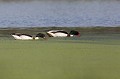 Couple se nourrissant Tadorne de Belon (Tadorna tadorna), oiseau, anatidae, étang, littoral, migrateur partiel, France, camargue 