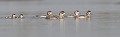 jeunes de 2 nichées différentes Tadorne de Belon (Tadorna tadorna), oiseau, anatidae, étang, littoral, migrateur partiel, France, camargue 
