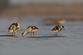 jeunes de quelques semaines Tadorne de Belon (Tadorna tadorna), oiseau, anatidae, étang, littoral, migrateur partiel, France, camargue 