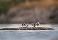 jeunes frères Tadorne de Belon (Tadorna tadorna), oiseau, anatidae, étang, littoral, migrateur partiel, France, camargue 
