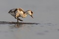  Tadorne de Belon (Tadorna tadorna), oiseau, anatidae, étang, littoral, migrateur partiel, France, camargue 