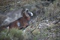 Mouflon en approche d'un groupe de femelles en période de rut mouflon, ovis gmelini, montagne, vertébré, France, mammifère 