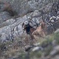 Mâle humant les odeurs des femelles en période de rut mouflon, ovis gmelini, montagne, vertébré, France, mammifère 