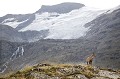  bouquetin des Alpes, Capra ibex, mammifère, artodactyles, bovidés, caprinés 