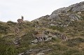  bouquetin des Alpes, Capra ibex, mammifère, artodactyles, bovidés, caprinés 