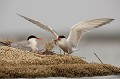  sterne pierregarin, sterna hirundo, laridae, oiseau, France 