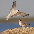  sterne pierregarin, sterna hirundo, laridae, oiseau, France 
