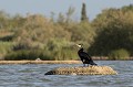  grand cormoran, Phalacrocorax carbo, oiseau marin, France, Camargue 